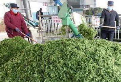 大量幾百噸廢棄菜葉回收利用生產(chǎn)工藝，果蔬垃圾廢菜葉怎么處理？